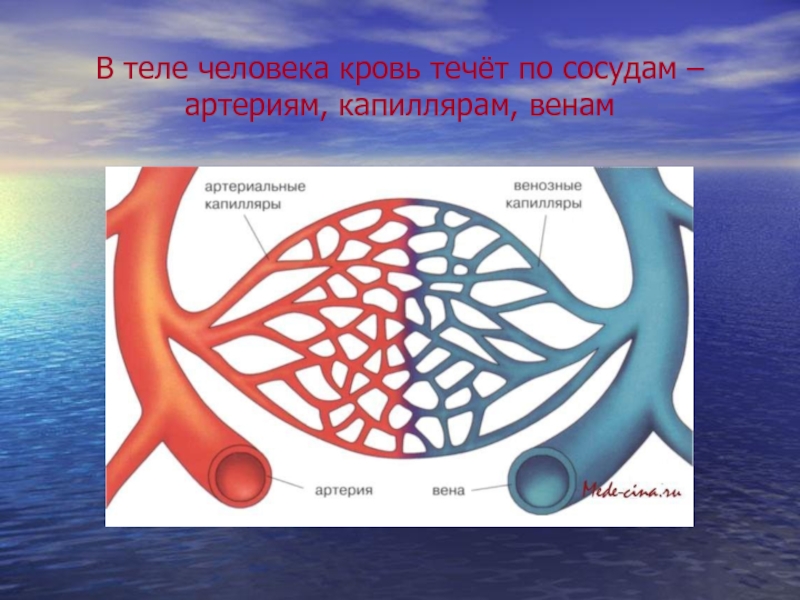 Водная артерия. Кровь в сосудах артерии вены капилляры. Кровь Текущая по артериям. Артериальная кровь течет по сосудам. Артериальная кровь в капиллярах.