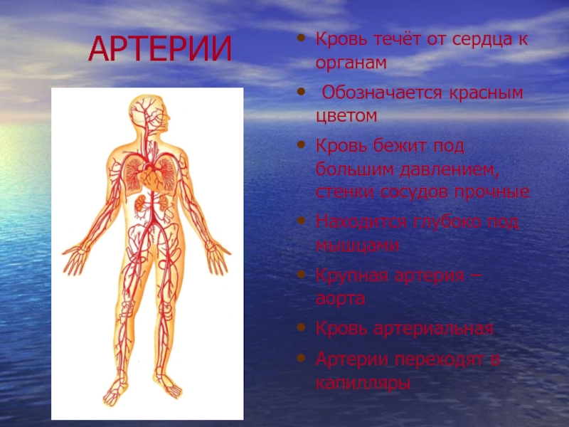 Сосуды от сердца к органам. Артериальная кровь течет. Артериальная кровь течет от сердца. Кровь от сердца к органам.