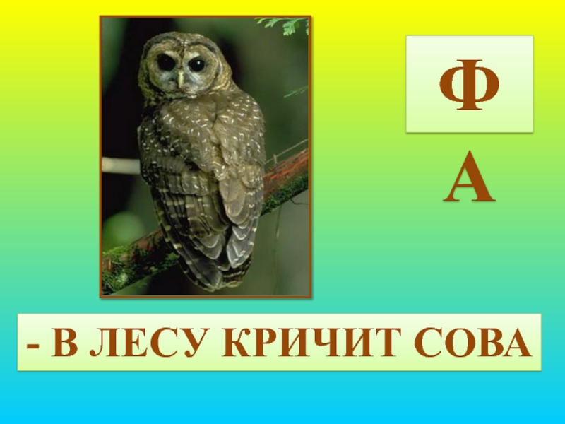 Как кричит сова слушать звук. Как кричит Сова. Сова кричит. Фа в лесу кричит Сова рисунок. Нота фа кричит Сова.