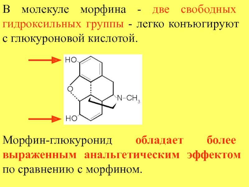 Кислоты с гидроксильной группой. Морфин с глюкуроновой кислотой. Метаболизм морфина. Образование глюкуронидов. Молекула морфина.