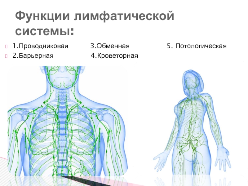 Лимфатическая система презентация по анатомии