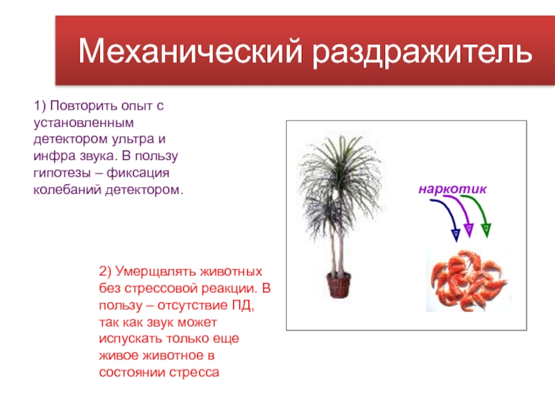 Потенциальное растение. Нервное растение. Нервный цветок. Адекватные раздражители у растений. Повторение опытов.