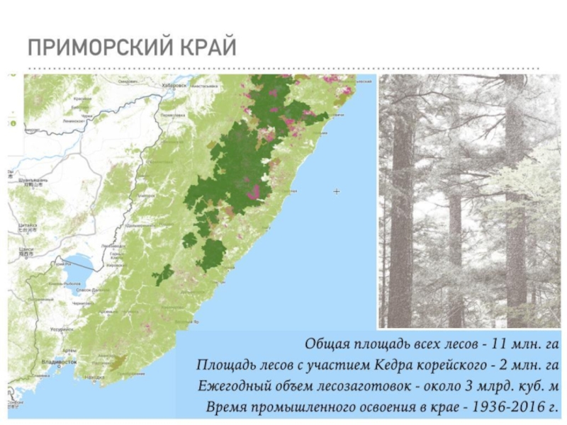 Уссурийская тайга карта