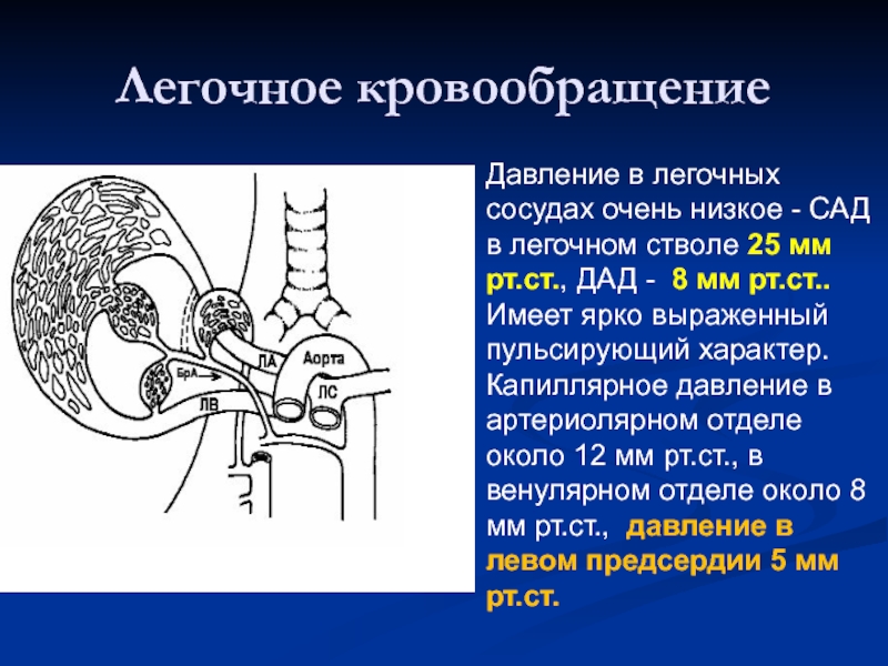 В легочной артерии содержится