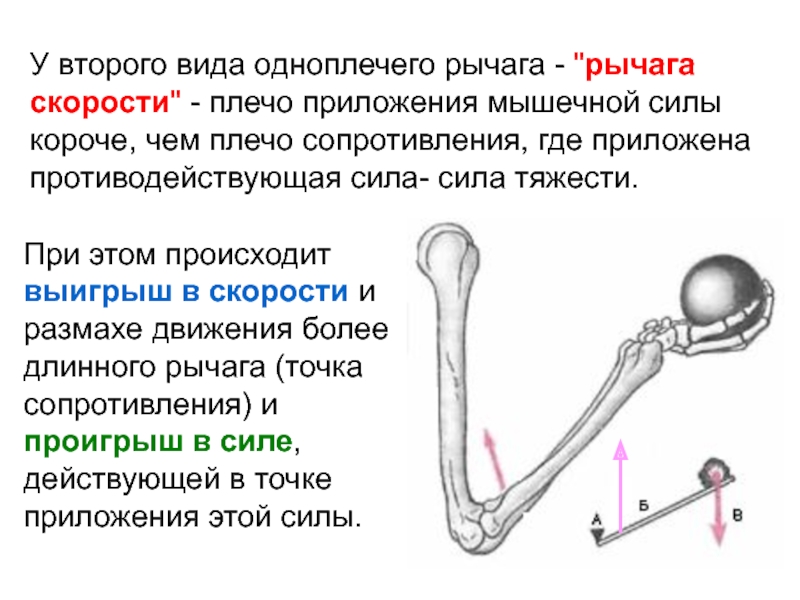 Рычаг силы. Рычаг силы в биомеханике. Рычаг скорости в биомеханике. Рычаг силы и рычаг скорости. Одноплечий рычаг.