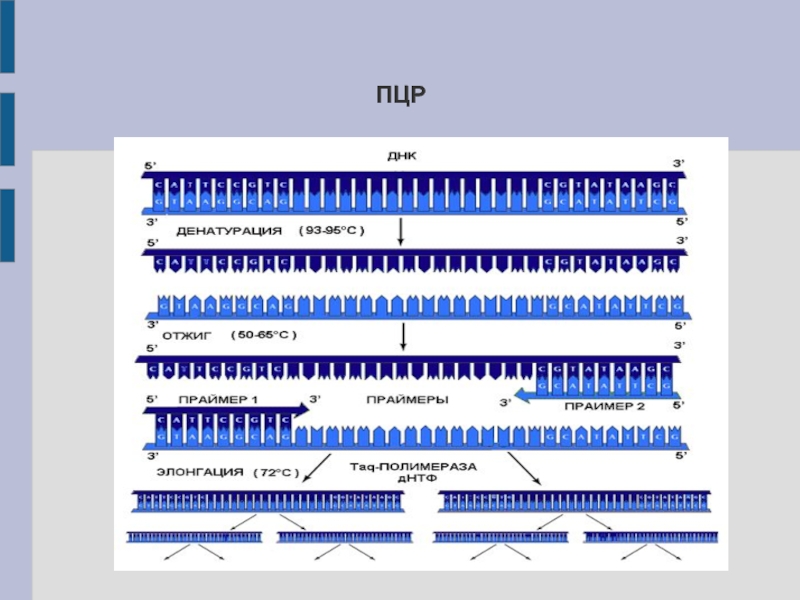На рисунке изображен этап пцр