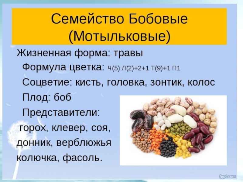 Биология 6 класс семейство бобовые презентация