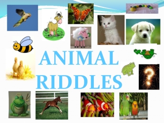 Animal riddle