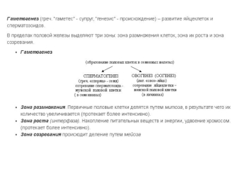 Развитие половых клеток