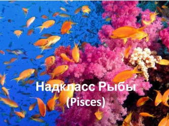 Надкласс Рыбы (Pisces)