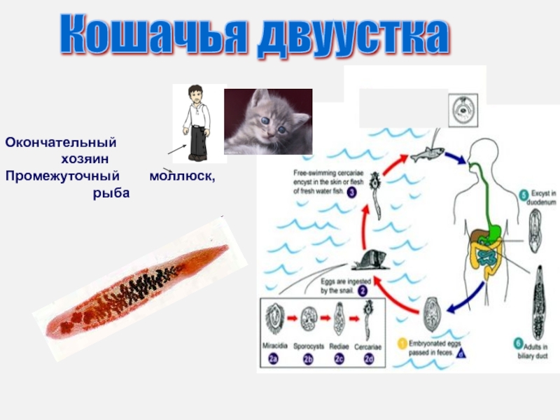 Кошачья двуустка жизненный. Кошачья двуустка жизненный цикл. Промежуточный хозяин кошачьей двуустки. Цикл развития кошачьей двуустки схема. Цикл развития кошачьей двуустки.