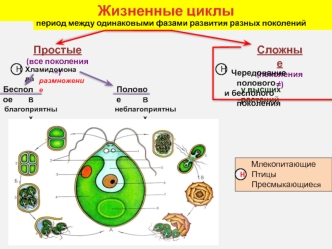 Жизненные циклы