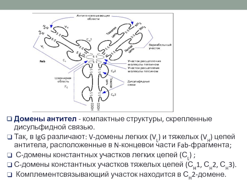 Домен антитела