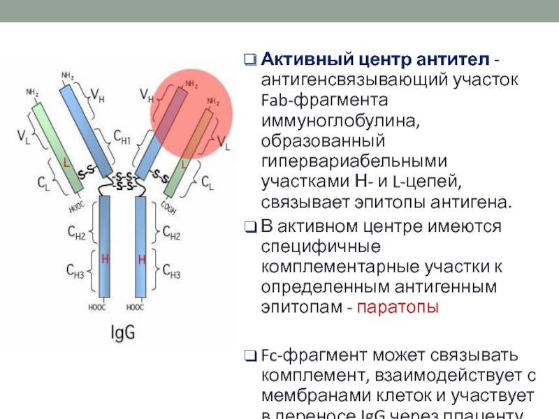 Эли н тест 12