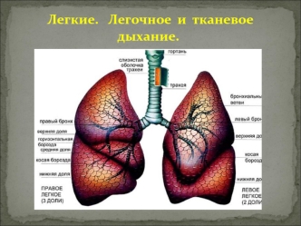 Легкие. Легочное и тканевое дыхание