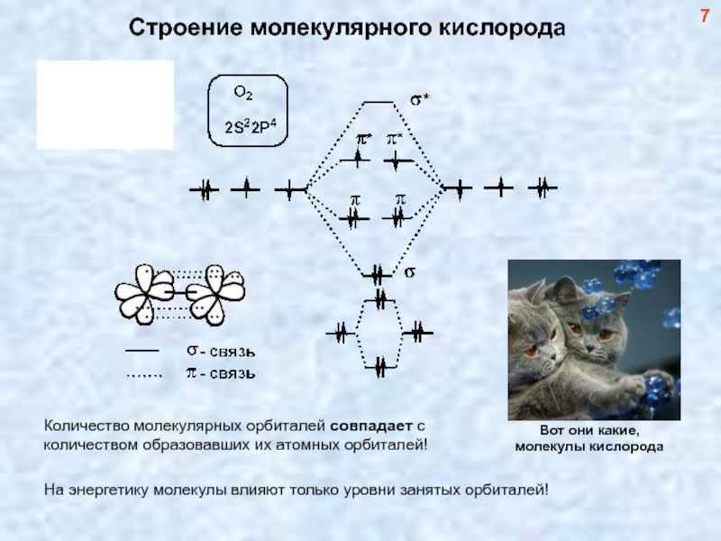 Молекулярный кислород образуется. Молекулярный кислород. Молекулярное строение кислорода. Строение молекулы кислорода. Молекулярная структура кислорода.