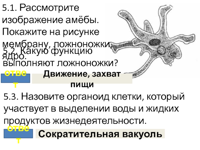 На рисунке изображен процесс в ходе которого псевдоподии клетки обволакивают твердую пищевую