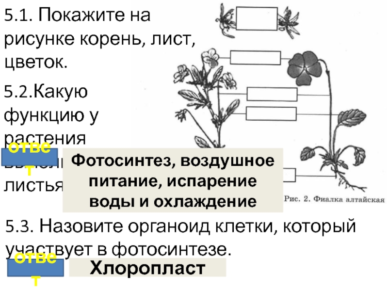 Какой орган растения выполняет функцию фотосинтеза. Какую функцию выполняет лист у растений. Какую работу выполняет корень лист цветок. Листы и корни.