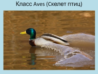 Класс Aves. Cкелет птиц