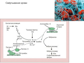 Свёртывание крови