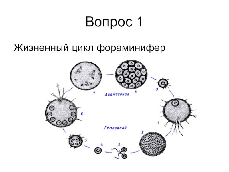 Схемы жизненного цикла простейших