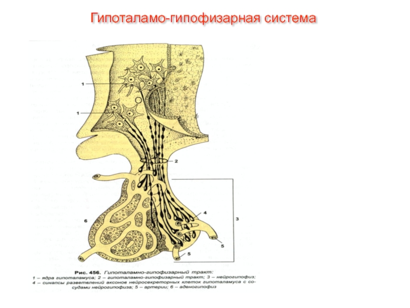 Гипоталамо гипофизарная система презентация