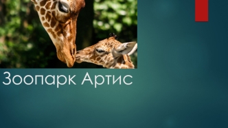 Зоопарк Артис