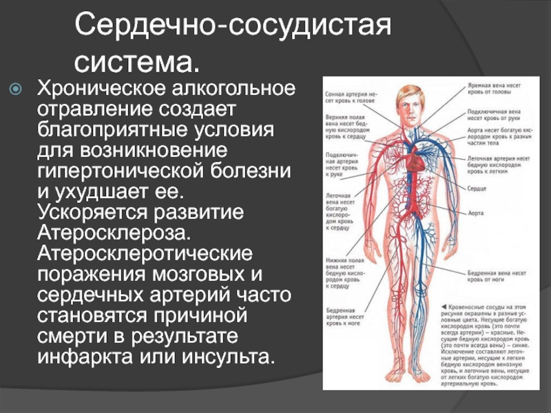 Сердечно сосудистая система человека фото