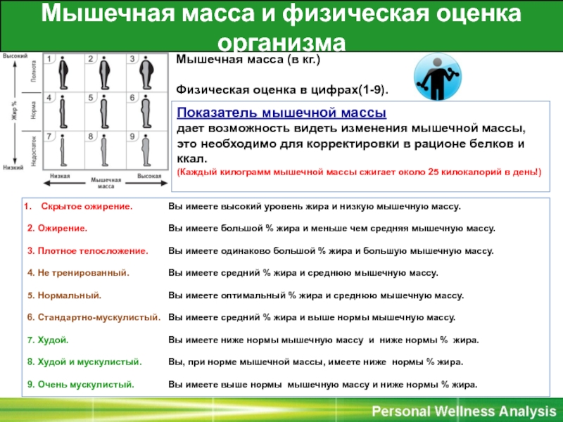 Индивидуальные параметры человека. Мышечная масса плюсы. Как оценить процент мышечной массы. Плюсы мышц. 9 Параметров организма.