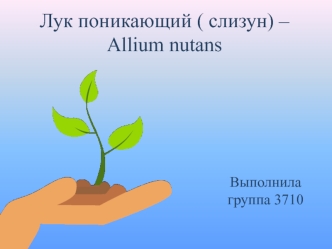 Лук поникающий ( слизун) – Allium nutans