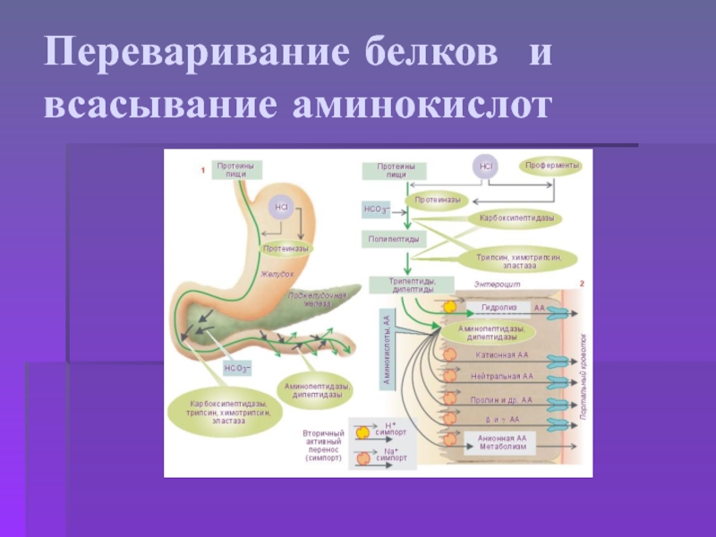 Схема переваривания белков