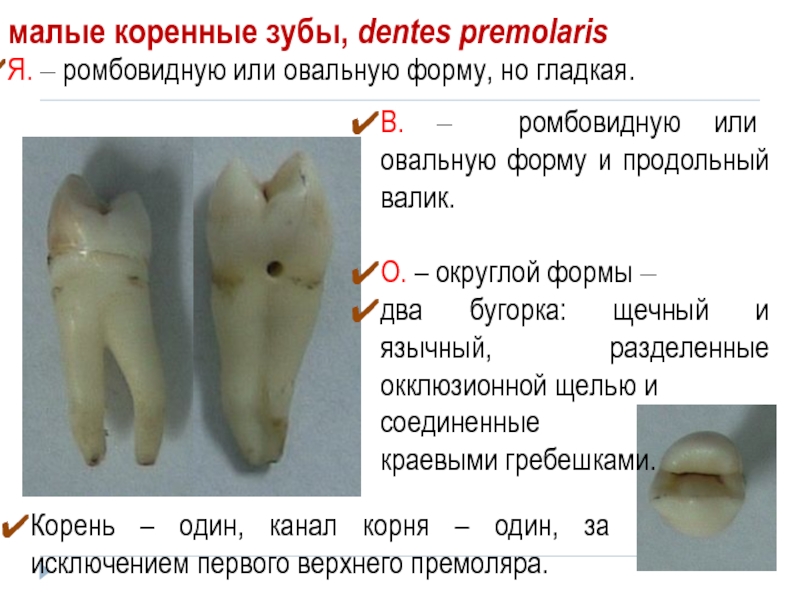 Где находятся малые коренные зубы. Малый коренной зуб. Строение малого коренного зуба. Малые коренные зубы анатомия. Малый коренной зуб 1.