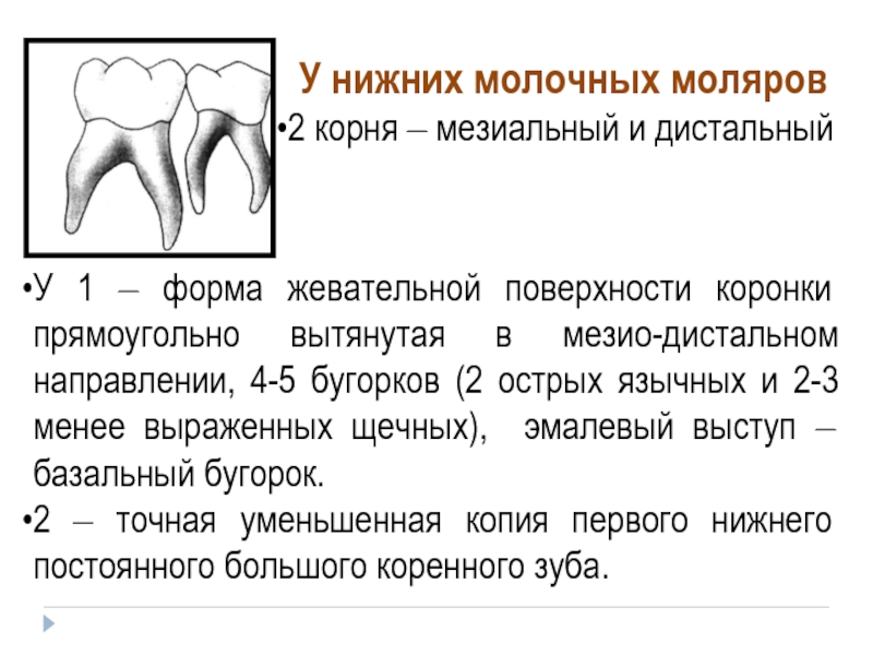 Имеет более одного корня. Корни Нижнего первого моляра.