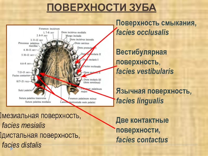 Зубы это кости или орган