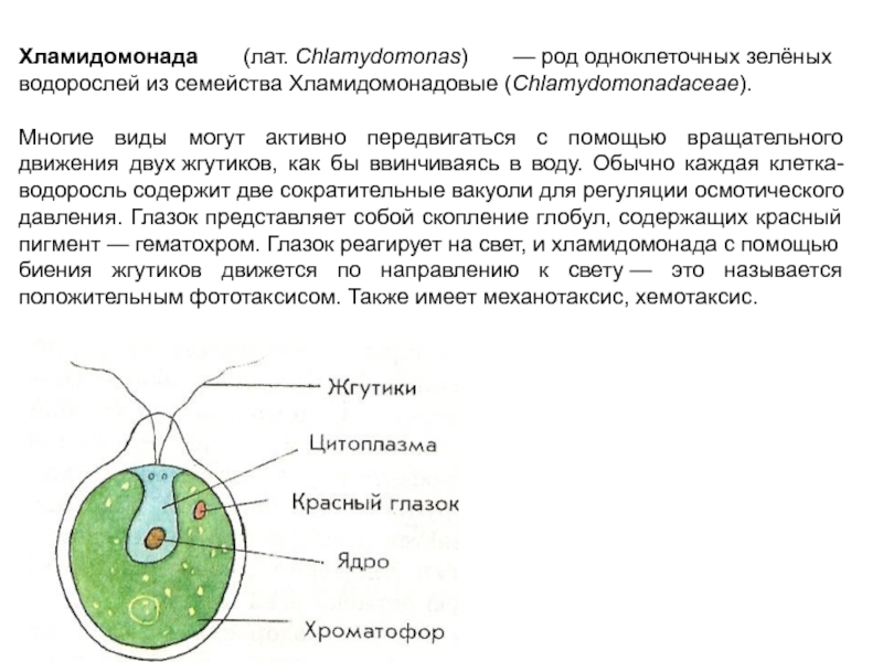 Органы одноклеточных водорослей. Стигма у хламидомонады. Строение одноклеточной водоросли хламидомонады. Клеточная мембрана у хламидомонады. Строение хламидомонады 7 класс биология.