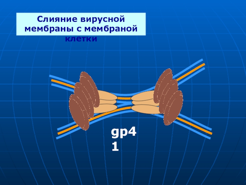 Вирусная мембрана