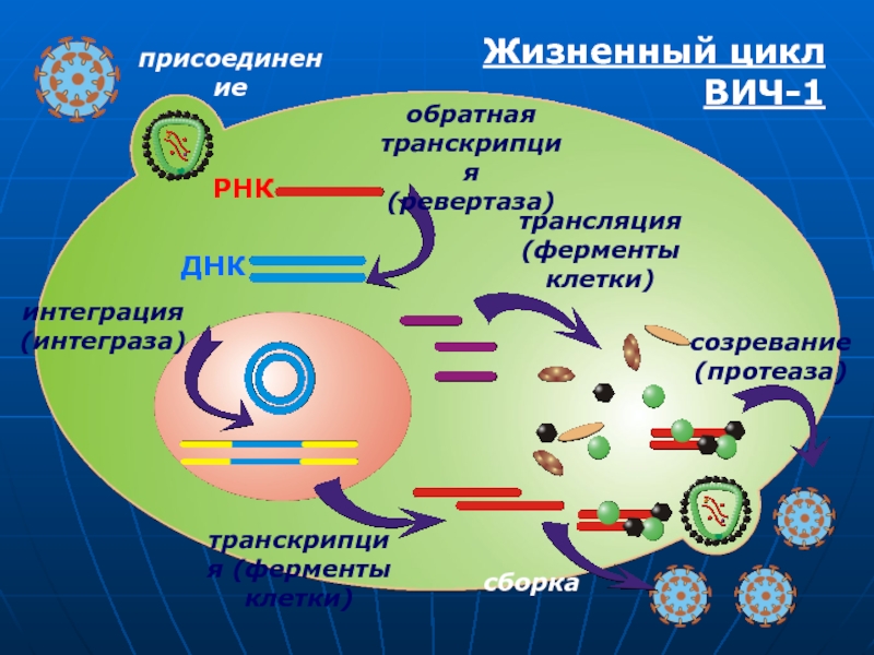 Жизненный цикл вич схема