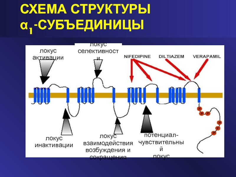 Т локус. Структурная организация контактов между субъединицами.. Локус. Строение Гена, его субъединицы и функции. Альфа 2 Дельта субъединица кальциевых каналов.