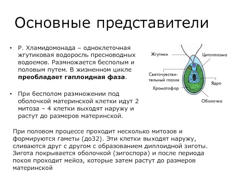 Зоопор