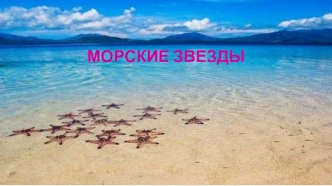 Морские звезды