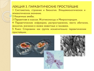 Паразитология. Паразитические простейшие. Лекция 3