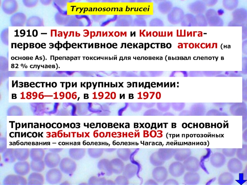 Трипаносома бруцеи. Список забытых болезней. Сонная болезнь презентация. Трипаносомиаз средства лечения.