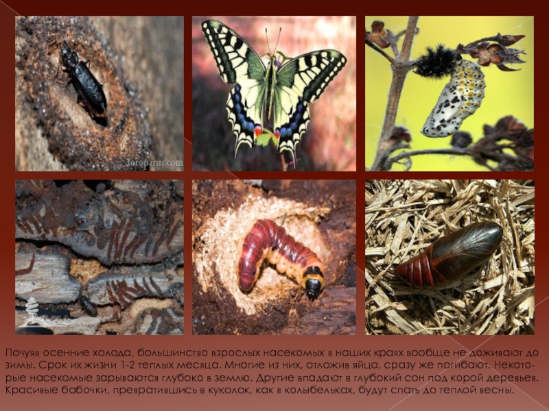 Адаптация насекомых к сезонным изменениям. Насекомые осенью. Насекомые готовятся к зиме. Жизнь насекомых осенью. Насекомые нашего края.