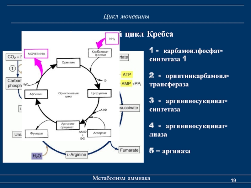 Образованием мочевины в обмене веществ