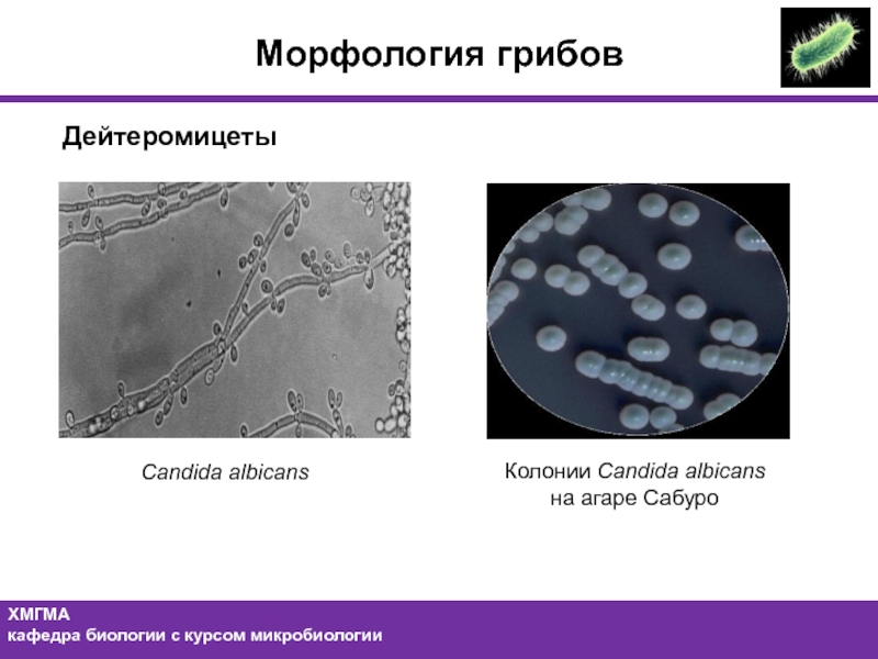 Кандида описание. Грибы кандида альбиканс морфология. Candida albicans микроскопия. Грибы рода Candida микробиология. Кандида микробиология морфология.