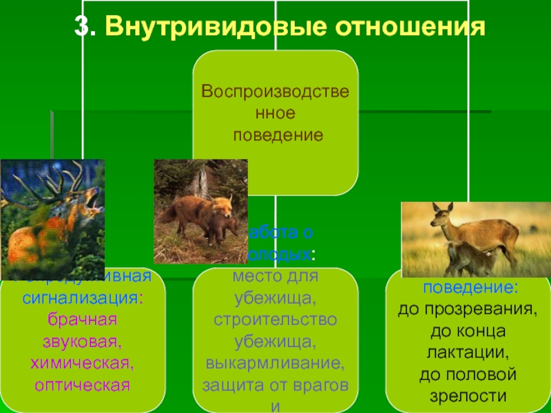 Примеры поведения млекопитающих. Внутривидовые отношения примеры. Внутривидовые взаимоотношения. Внутривидовые взаимоотношения типы. Внутривидовые и межвидовые взаимоотношения популяций.