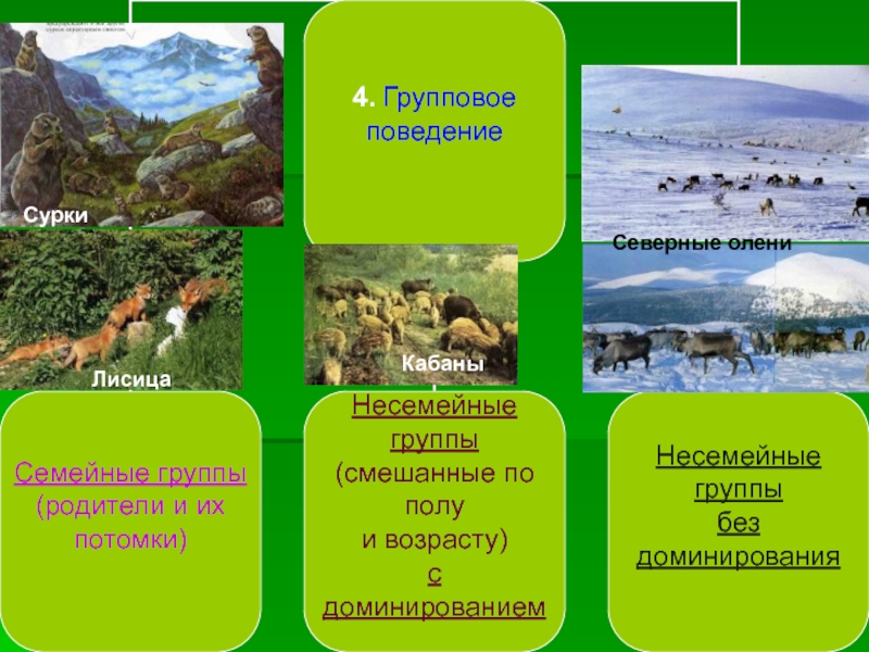 Поведение млекопитающих 8 класс презентация. Поведение млекопитающих. Сложное поведение млекопитающих картинки. Чем сложнее поведение млекопитающего, тем.