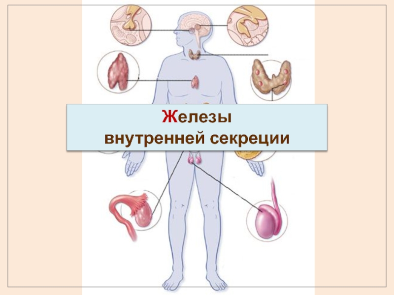 Железы внутренней секреции. Анатомия и физиология регуляторных систем организма детей.. Регуляторные системы организма человека Дубынин купить. Кенрак система в организме.