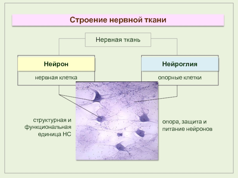 План строения нервной ткани