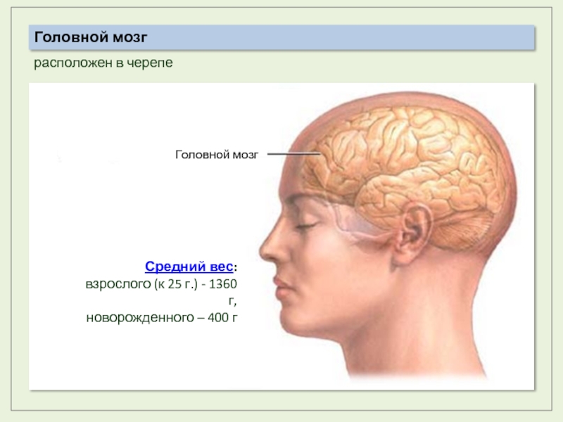 Мозг в черепе картинка